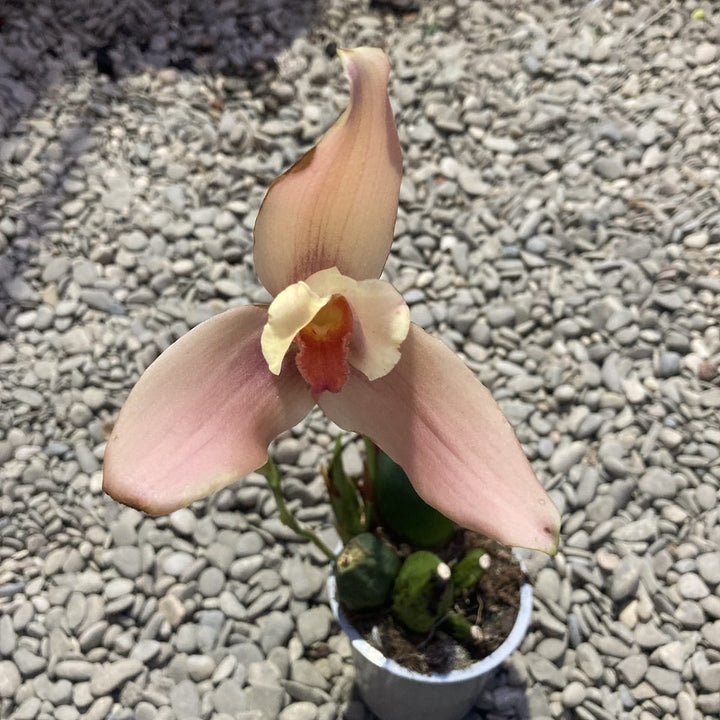 Lycaste mix Olanda, flori mari parfumate