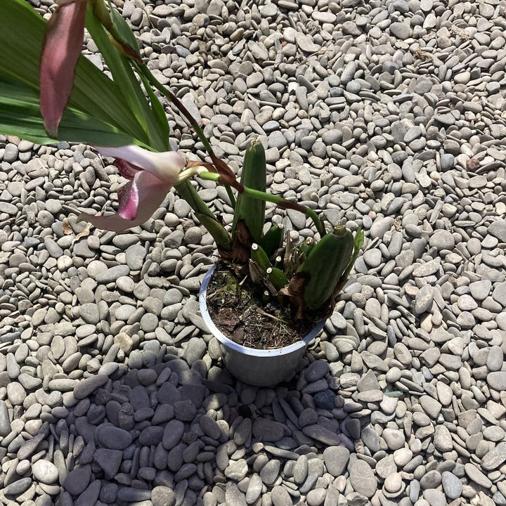 Lycaste Mix Holland, große duftende Blüten