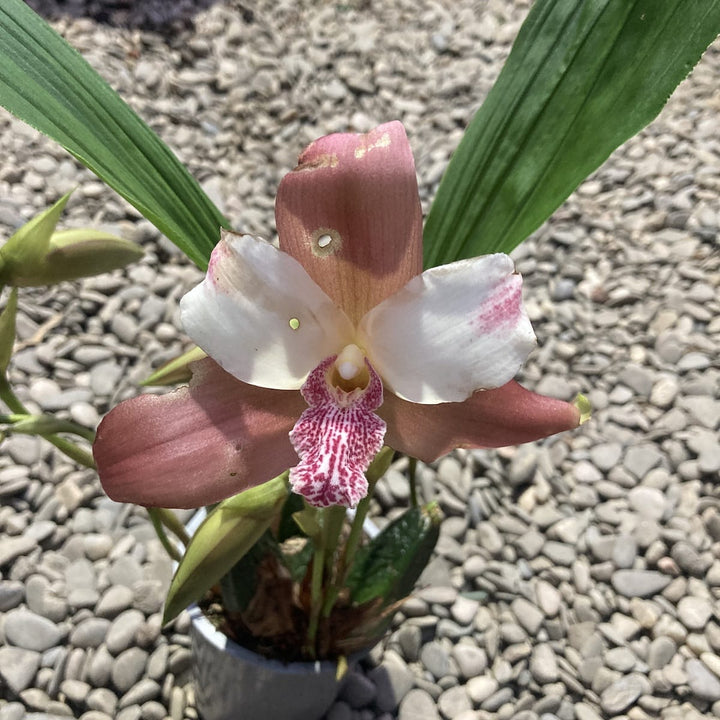 Lycaste mix Olanda, flori mari parfumate