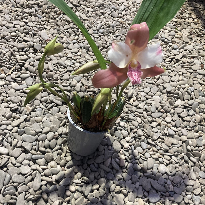 Lycaste mix Olanda, flori mari parfumate