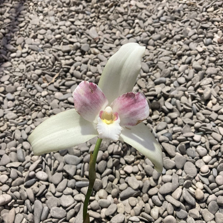 Lycaste mix Olanda, flori mari parfumate