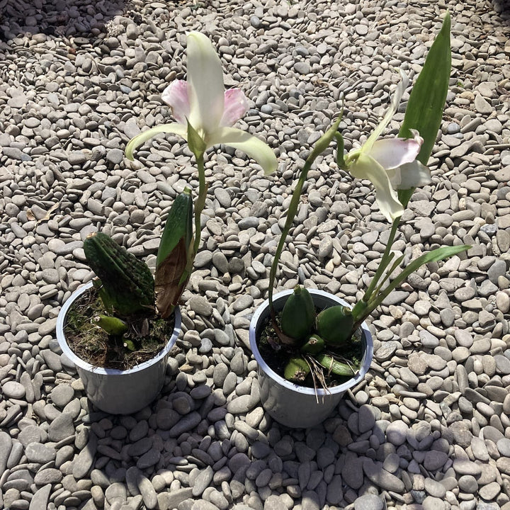 Lycaste Mix Holland, große duftende Blüten