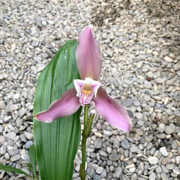 Lycaste mix Olanda, flori mari parfumate