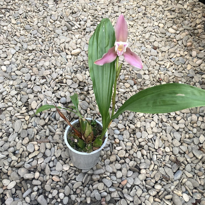 Lycaste Mix Holland, große duftende Blüten