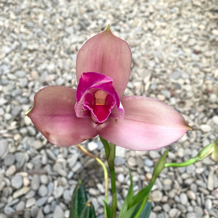 Lycaste mix Olanda, flori mari parfumate