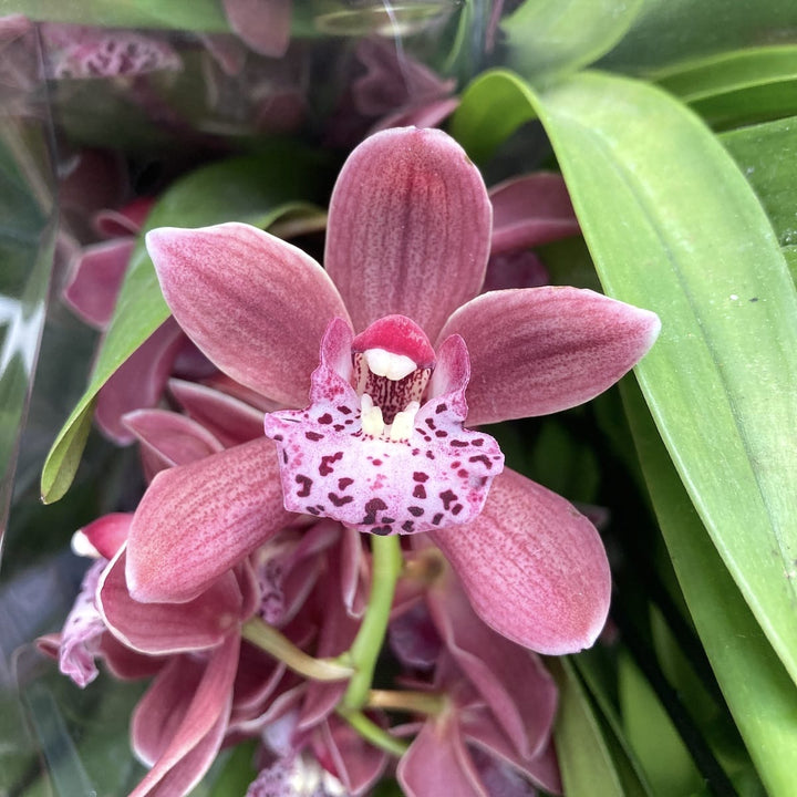 Cymbidium Karina (curgator)