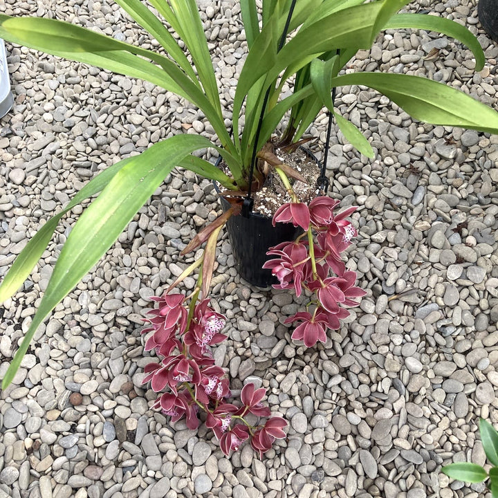 Cymbidium Karina (curgator)