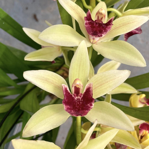 Cymbidium 'Jaina'