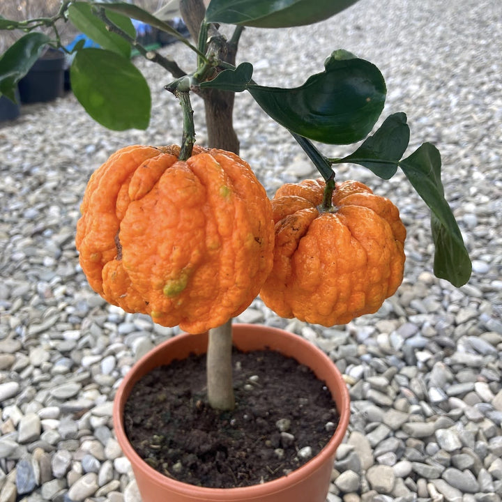 Citrus aurantium canaliculata (bitter orange, Citrus striata)