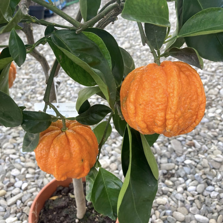 Citrus aurantium canaliculata (bitter orange, Citrus striata)