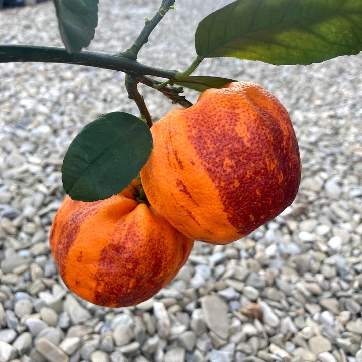 Citrus 'Arcobal' (Rainbow Orange, Blood Orange)