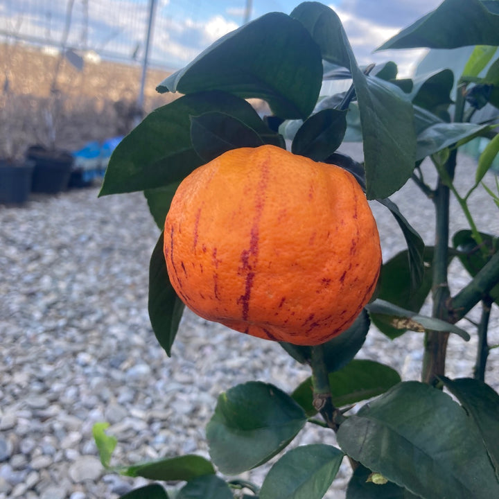 Citrus 'Arcobal' (Rainbow Orange, Blood Orange)