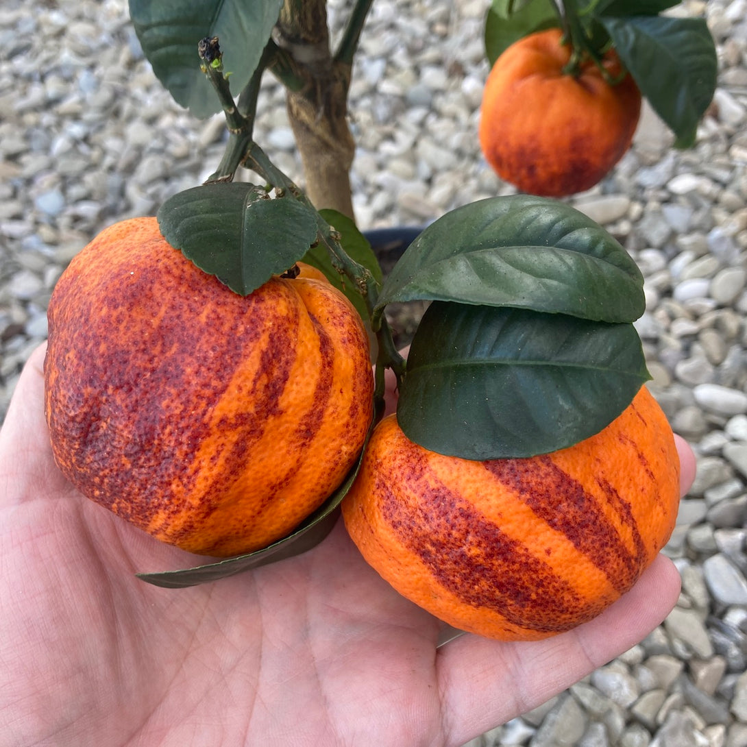 Citrus 'Arcobal' (Rainbow Orange, Blood Orange)