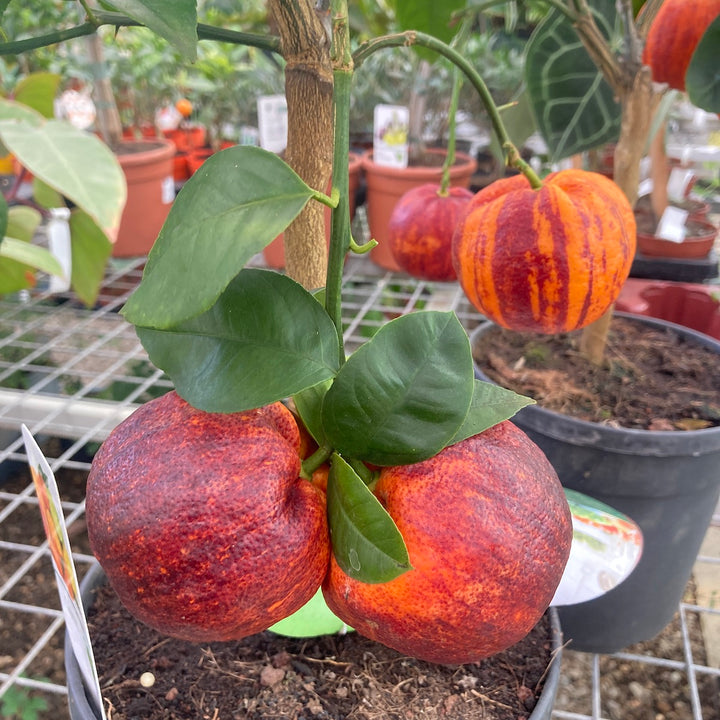 Citrus 'Arcobal' (Rainbow Orange, Blood Orange)