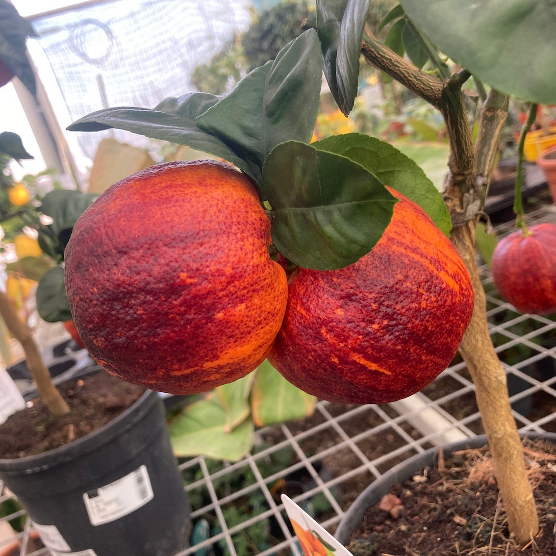 Citrus 'Arcobal' (Rainbow Orange, Blood Orange)