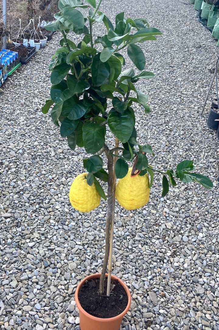 Citrus medica 'Maxima'