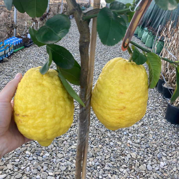 Citrus medica 'Maxima'