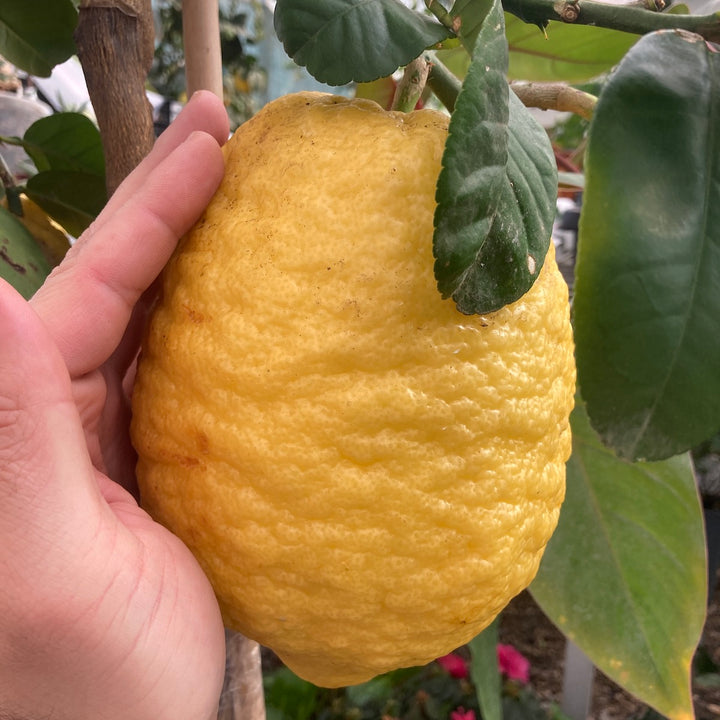 Citrus medica 'Maxima'