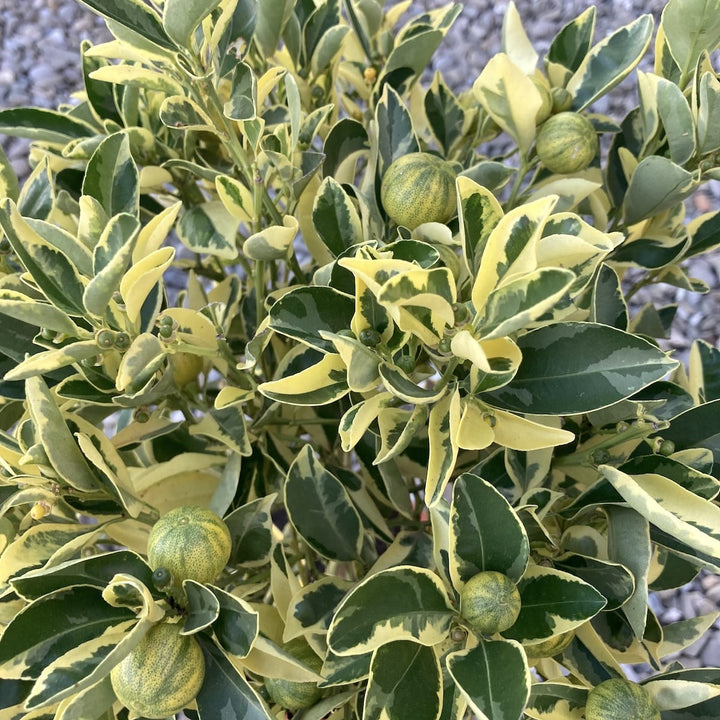 Citrus calamondin 'Variegata'