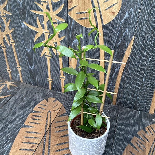 Vanilla Planifolia - Vanilla orchid, D12