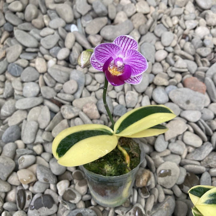 Phalaenopsis Sogo Vivien 'SOGO F858' (Half Moon variegation)