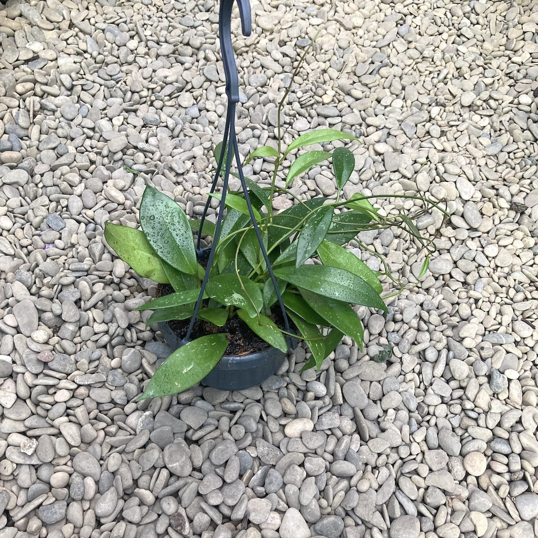 Hoya pubicalyx - full pots