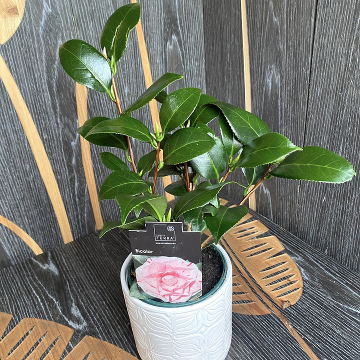 Camellia japonica 'Contessa Lavinia Maggi' (Bicolor)