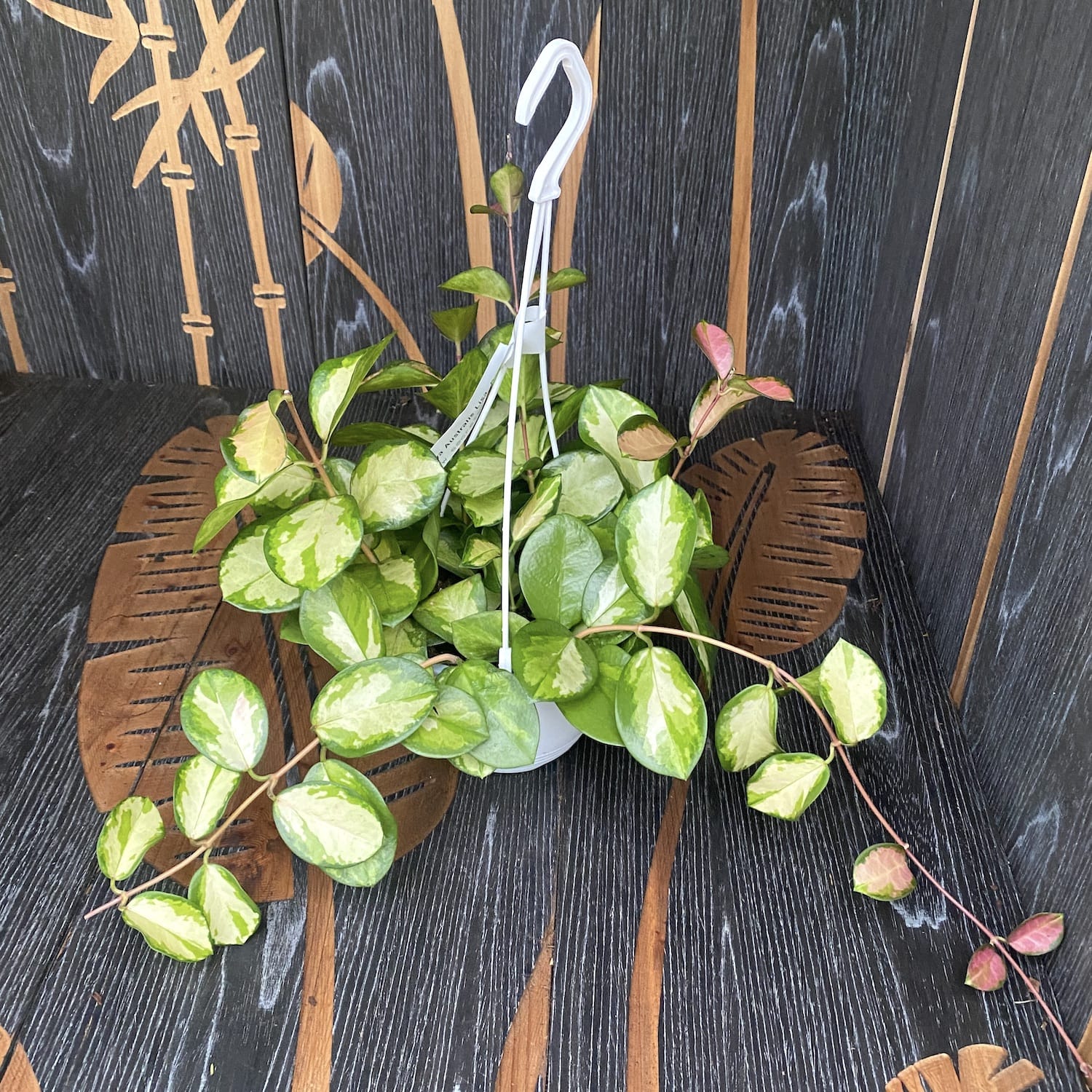 Hoya australis 'Lisa' - exemplare mari, 5-6 plante in ghiveci cu agatatoare