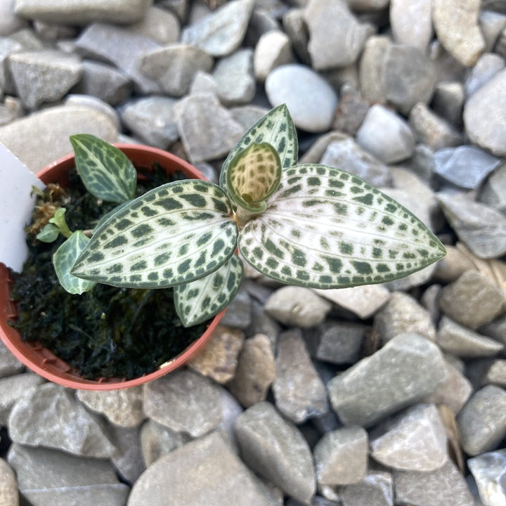 Goodyera schlechtendaliana var. 'Nishikiran Japan'