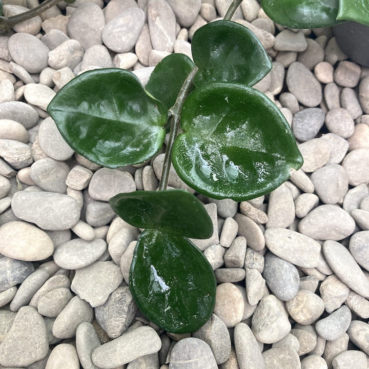 Hoya carnosa 'Chelsea'