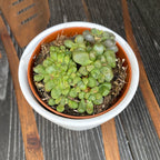 Aloinopsis Schoonesii