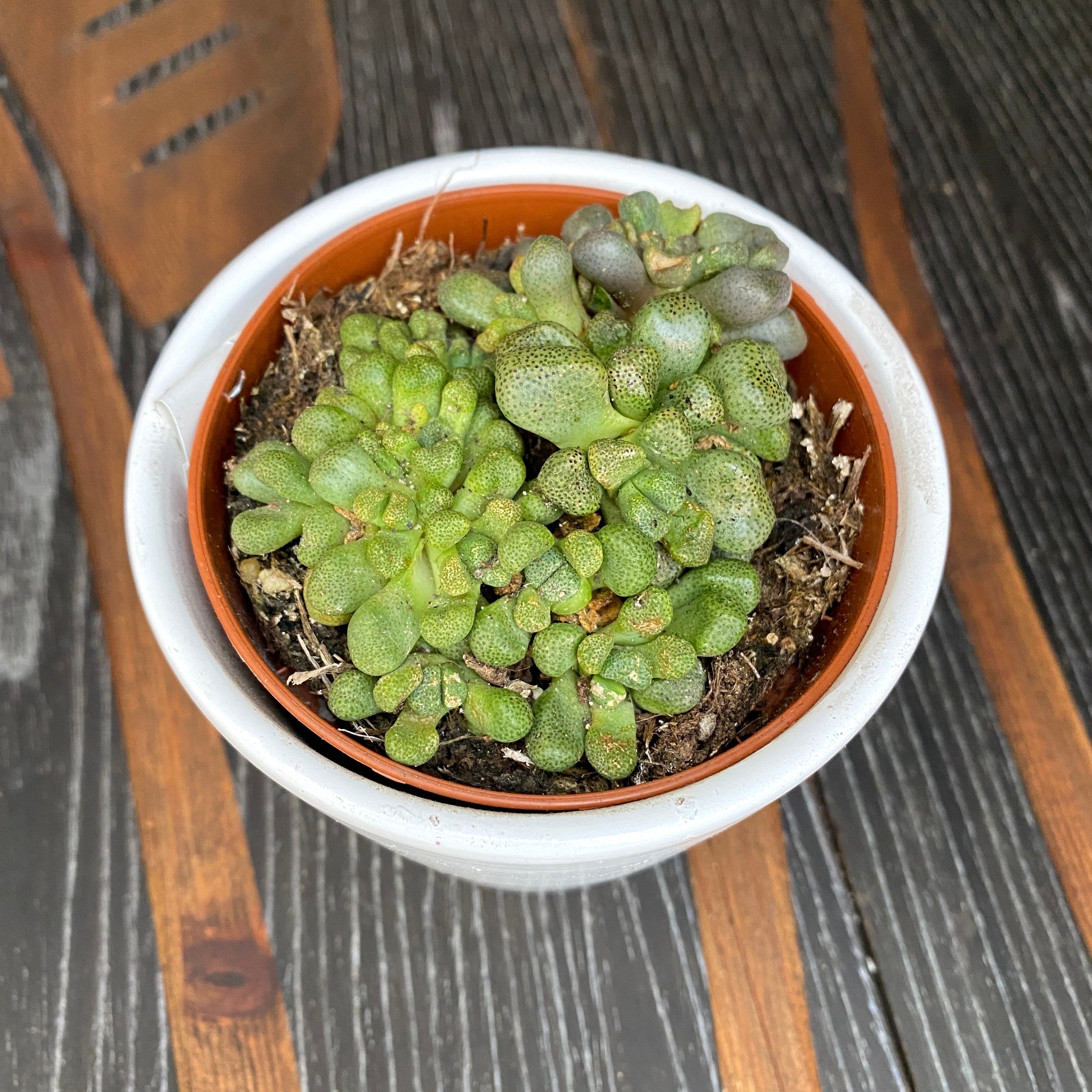 Aloinopsis Schoonesii