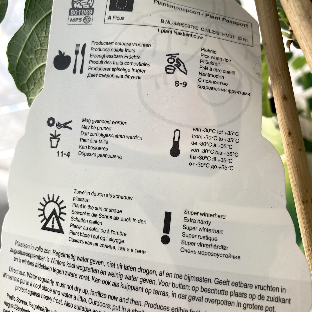 Smochin - Ficus carica 'Bornholm'