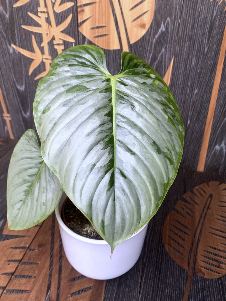 Philodendron sodiroi