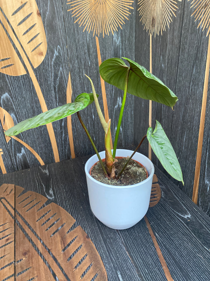 Philodendron sodiroi