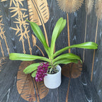 Rhynchostylis gigantea 'Red'