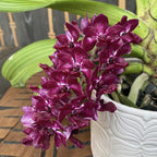 Rhynchostylis gigantea 'Red'