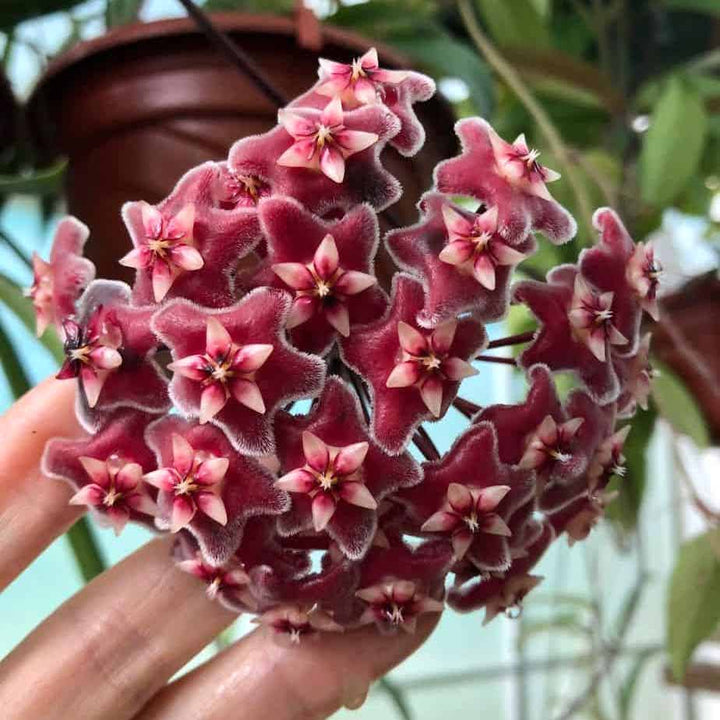 Hoya pubicalyx 'Red Dragon'