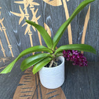 Rhynchostylis gigantea 'Red'