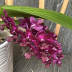 Rhynchostylis gigantea 'Red'