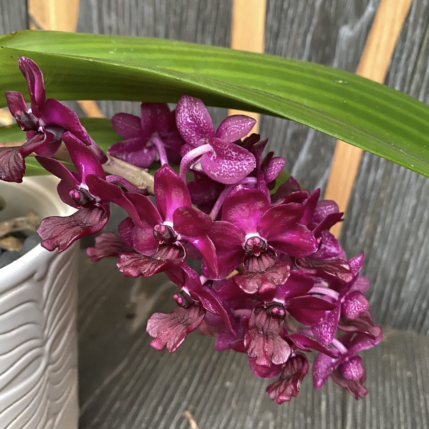 Rhynchostylis gigantea 'Rot'