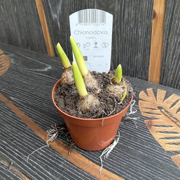 Chionodoxa rosea (Scilla rosea)