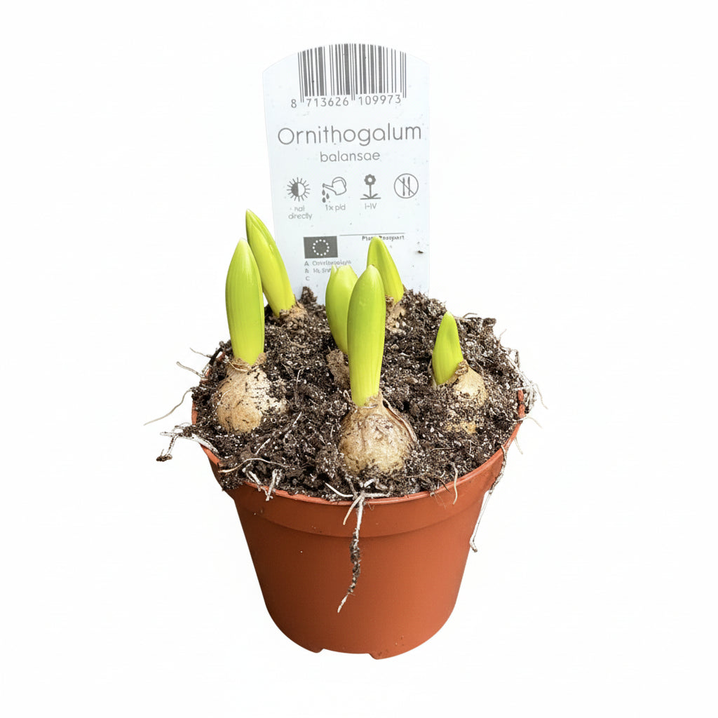 Ornithogalum Balansae - Steaua din Betheleem, Balusca