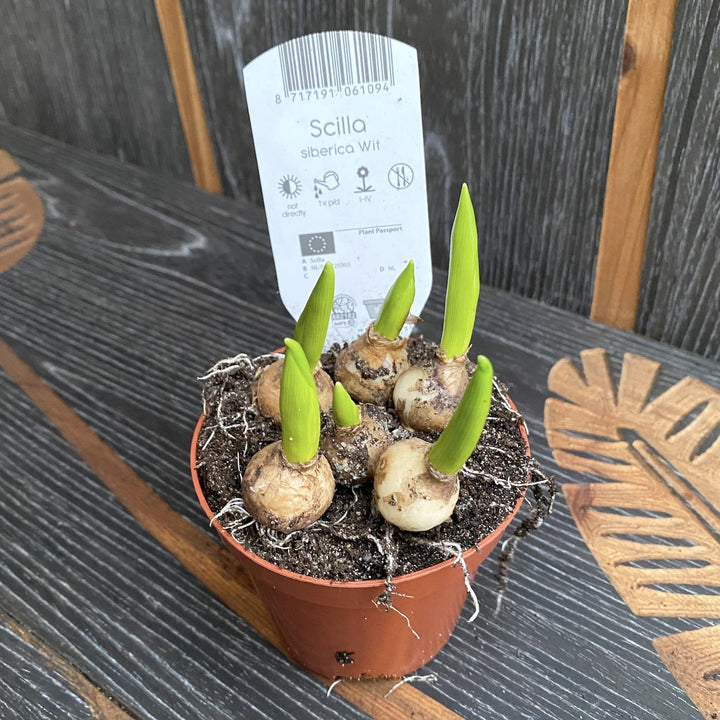 Scilla siberica 'Alba' (Siberian squill, Viorele siberiene)