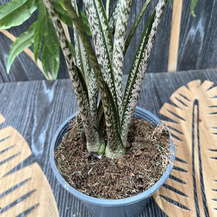 Alocasia brancifolia 'Pink Passion'