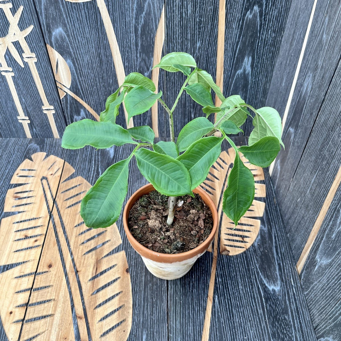 Amorphophallus Konjac (Devil's Tongue, Voodoo Lily)