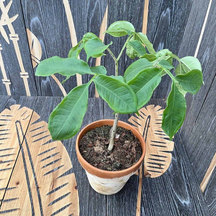 Amorphophallus Konjac (Devil's Tongue, Voodoo Lily)