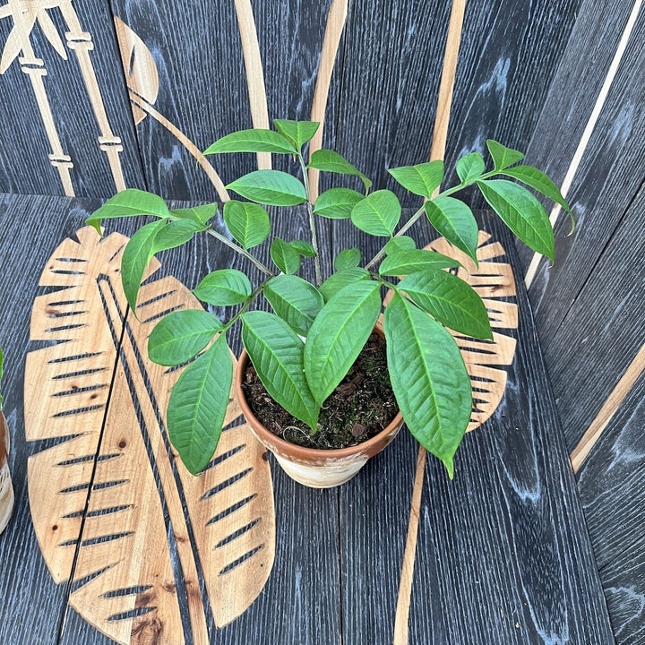 Amorphophallus Konjac (Devil's Tongue, Voodoo Lily)