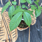 Amorphophallus Konjac (Devil's Tongue, Voodoo Lily)