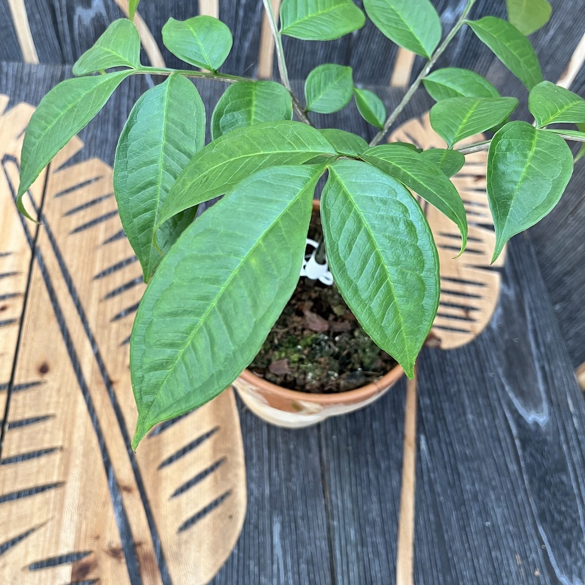 Amorphophallus Konjac (Devil's Tongue, Voodoo Lily)
